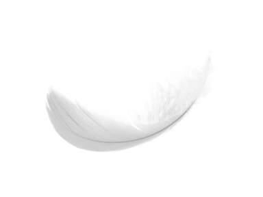 white feather on a white background