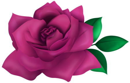 a pink rose with green leaves