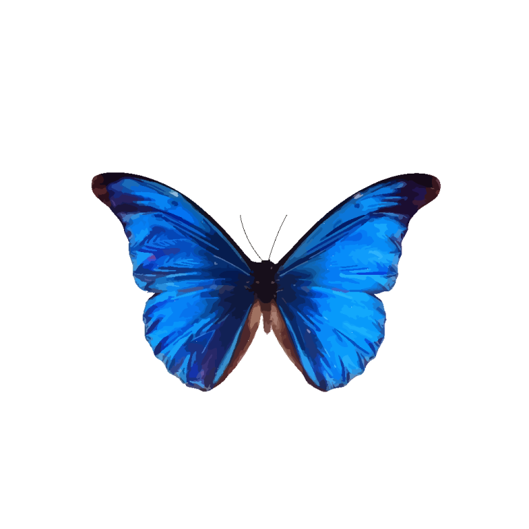 a blue butterfly on white background