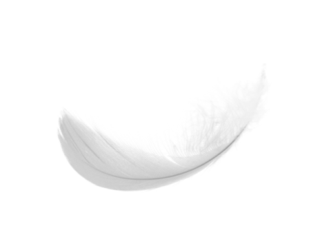 white feather on a white background