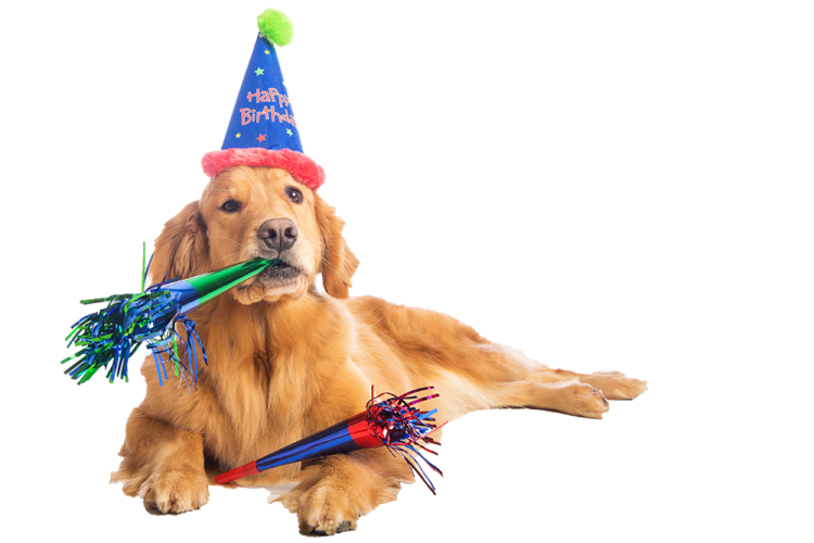 a dog with a party hat and streamers