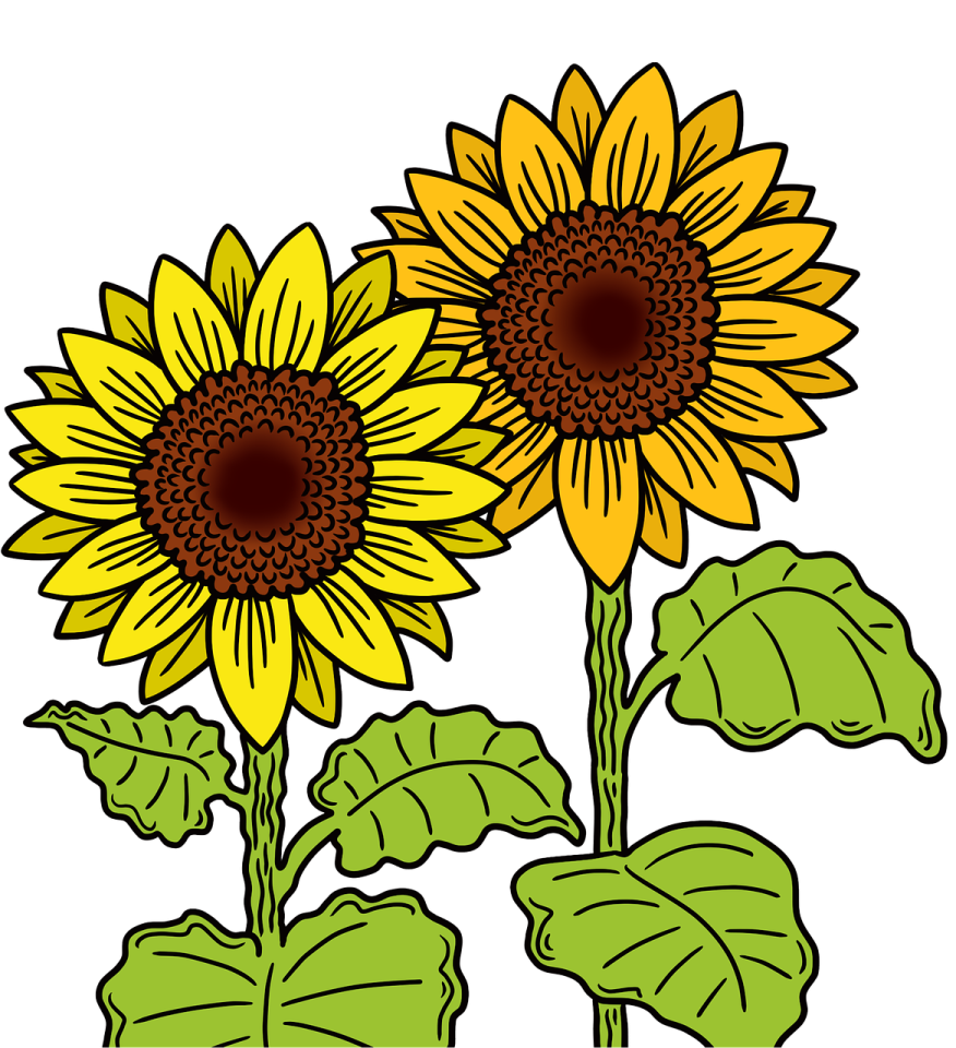 two sunflowers with leaves
