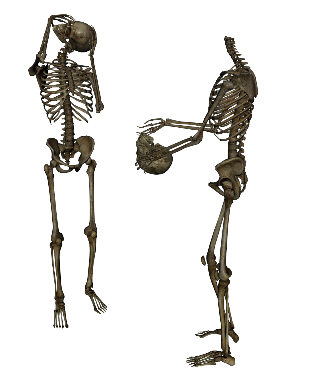 two skeletons standing next to each other skeletons