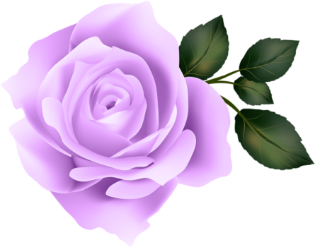 a purple rose on a white background