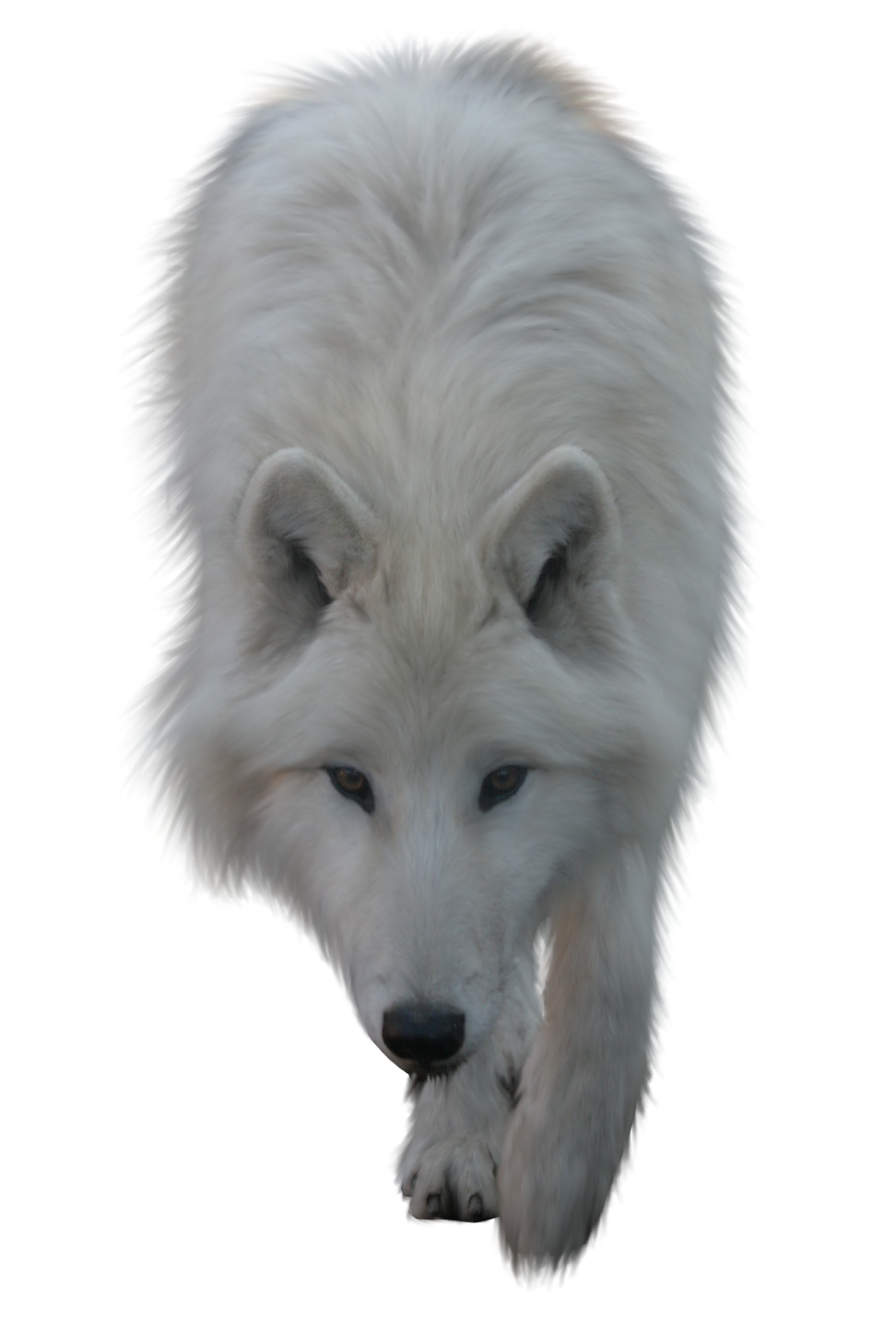 an image of a white dog with long hair