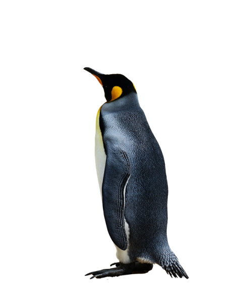 a close up of a penguin on a white background
