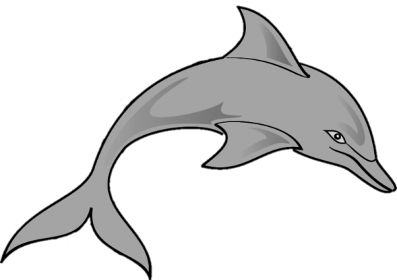 how to draw a dolphin
