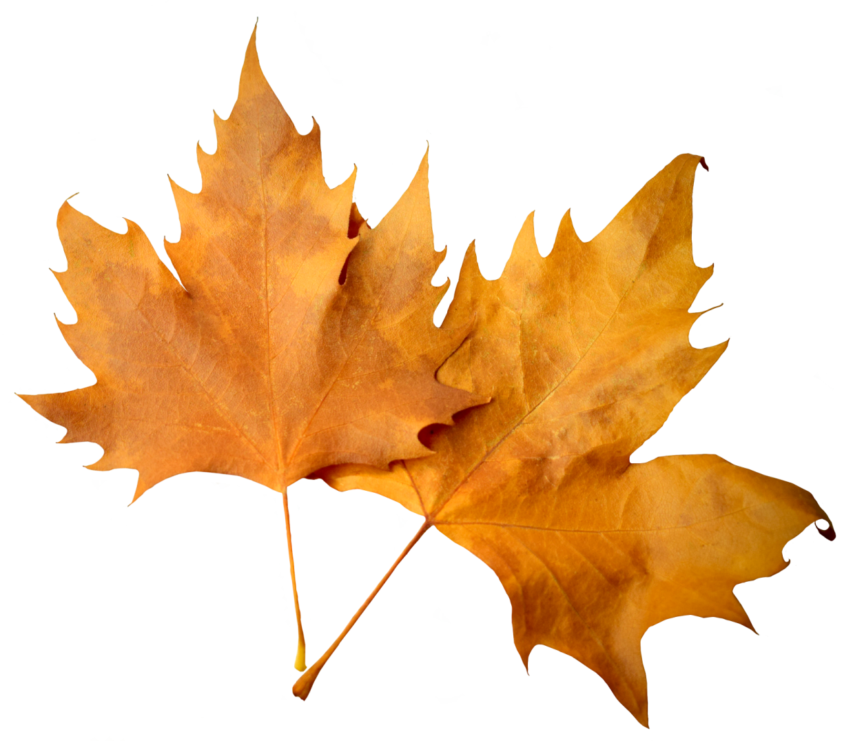 two maple leaves on a white background