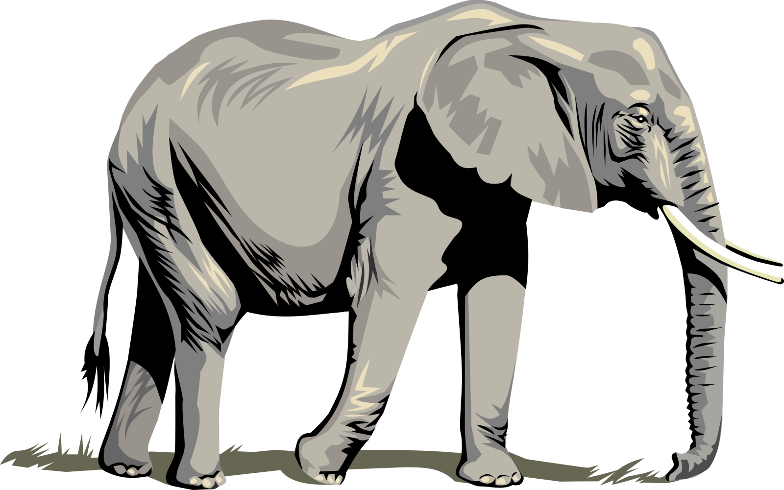 an elephant standing on a white background