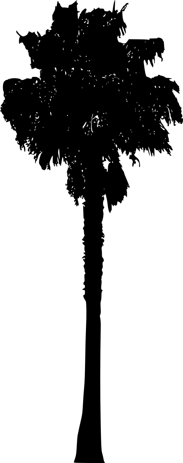 a silhouette of a palm tree