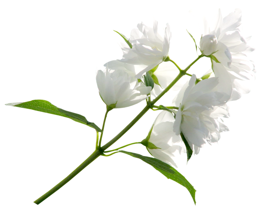 a white flower with green leaves on it