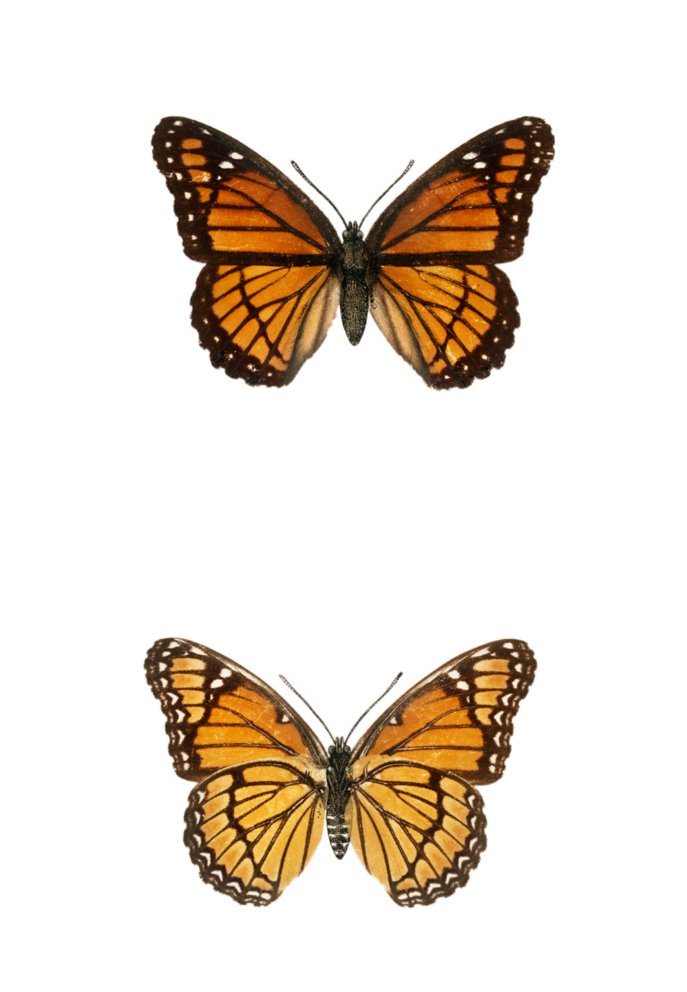 two butterflies on a white background