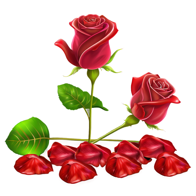 three red roses with green leaves on white background