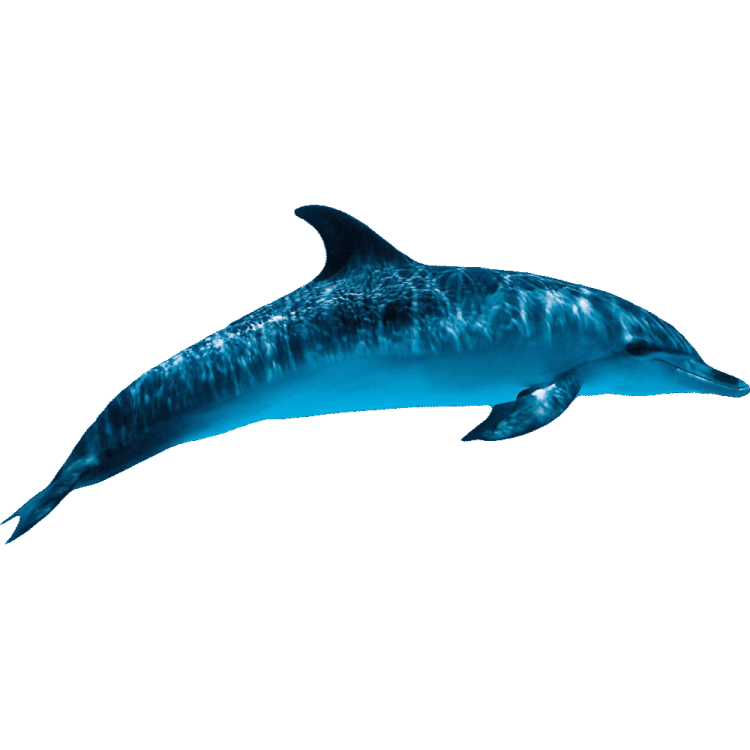 a dolphin swimming in the ocean on a white background