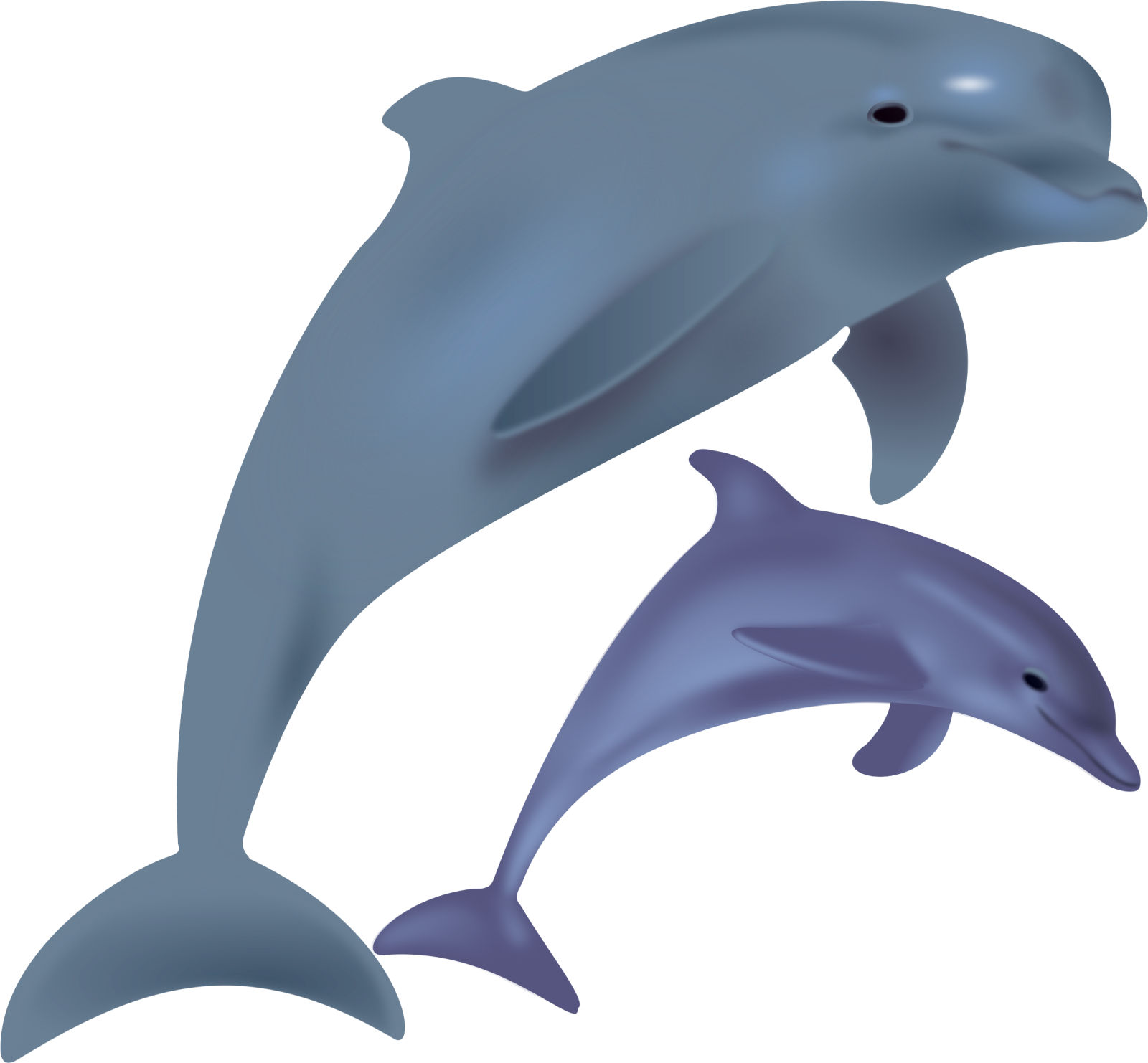 two dolphins jumping in the air