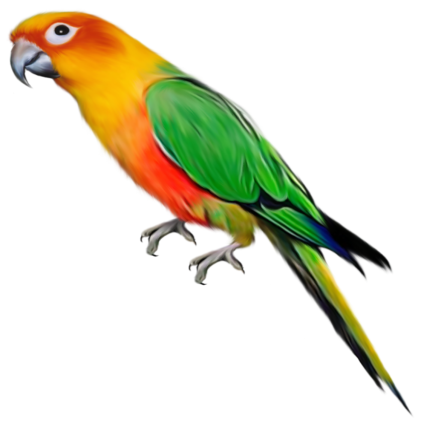 a colorful bird on a white background