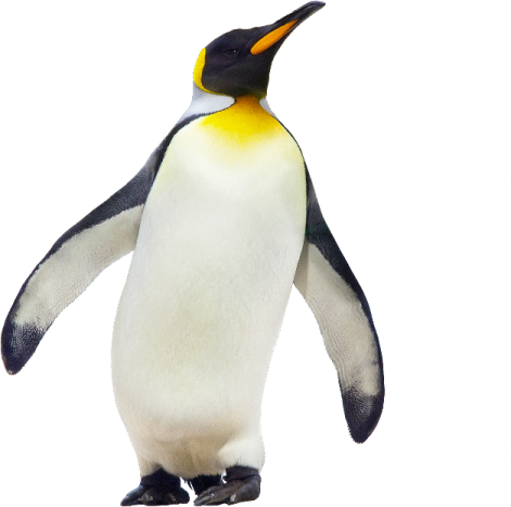 a close up of a penguin on a white background
