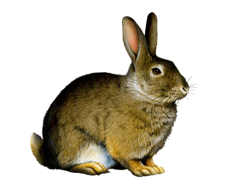 an illustration of a rabbit