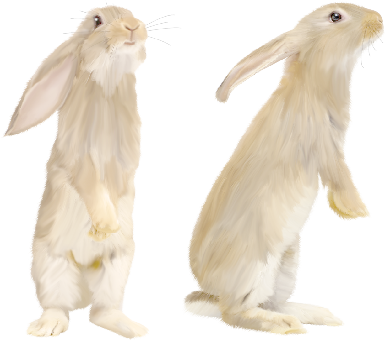 two white rabbits sitting side by side