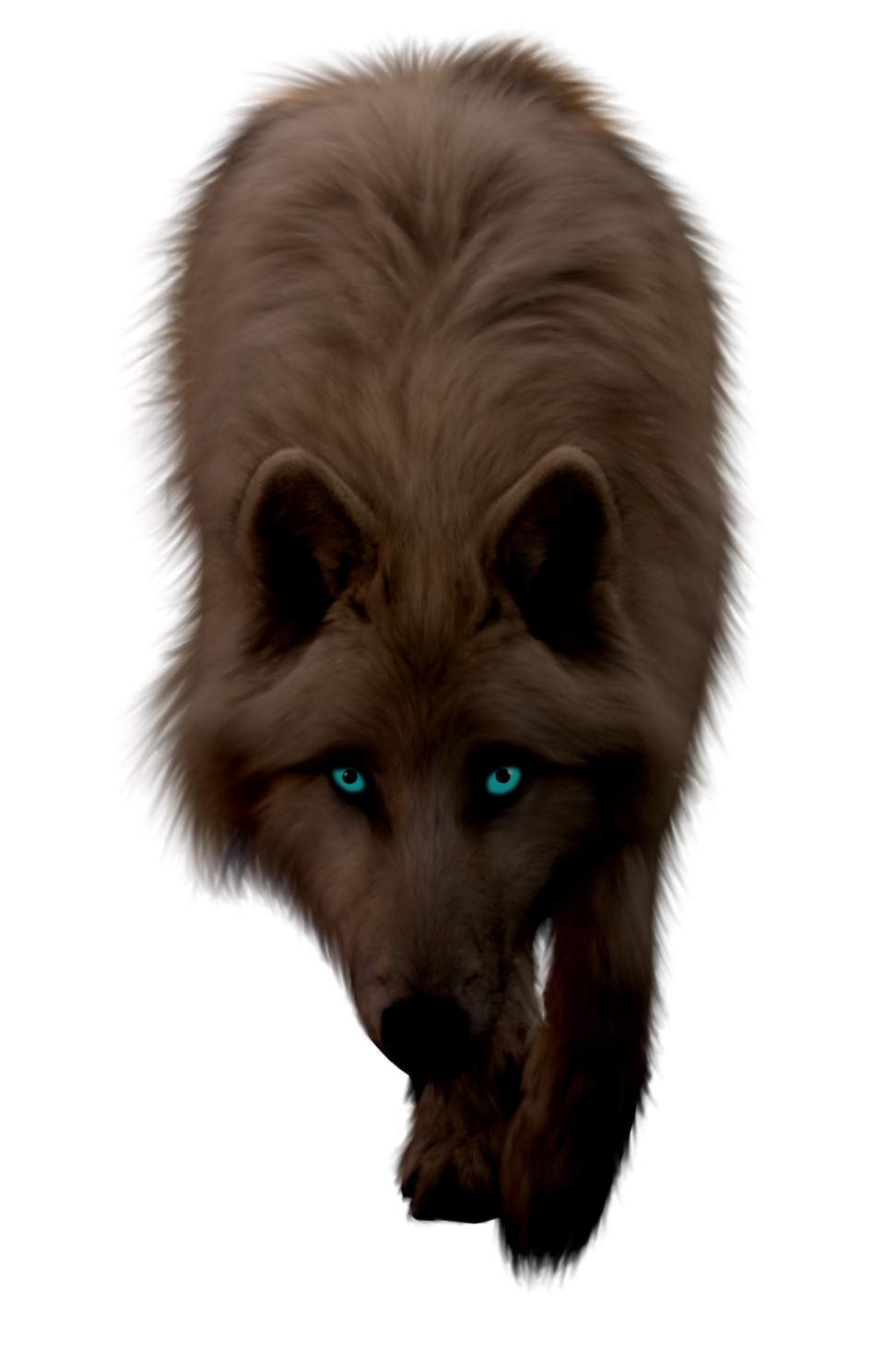 a brown dog with blue eyes and long hair