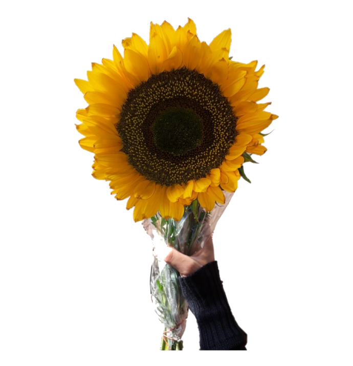 a person holding a bouquet of sunflowers