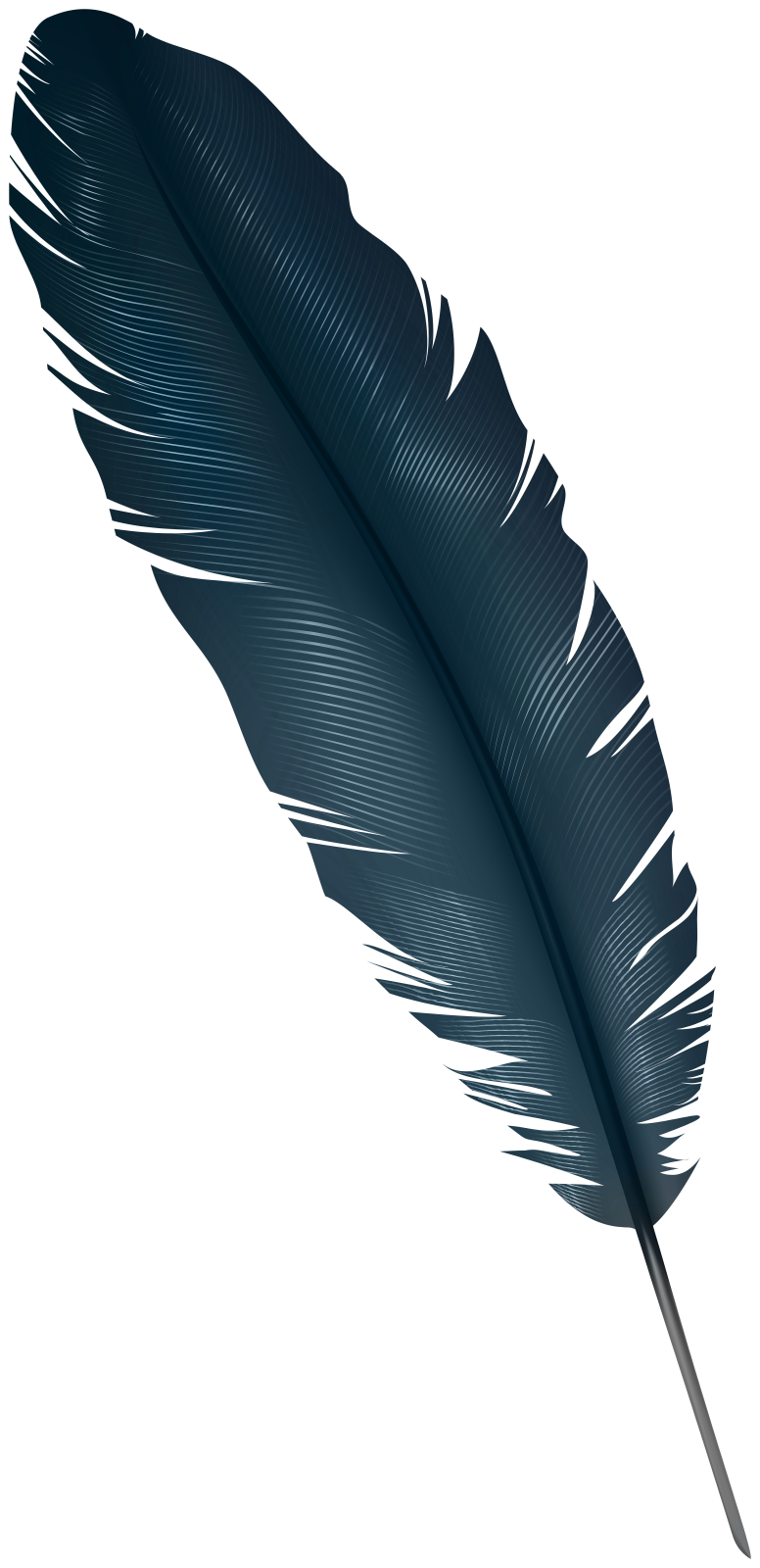 a black feather on a white background
