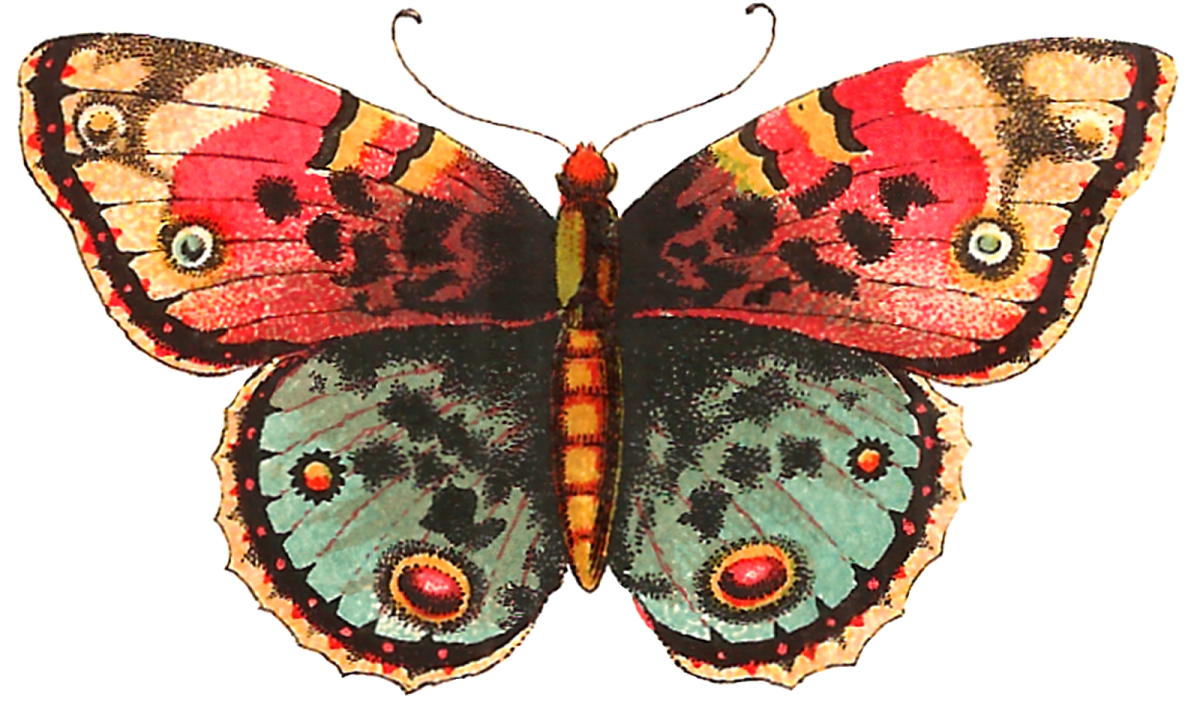 a colorful butterfly on a white background