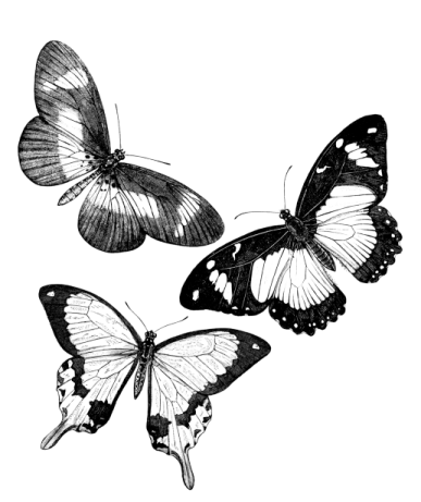 two black and white butterflies