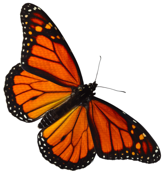 a monarch butterfly on a white background