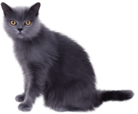 a gray cat sitting down and looking at the camera