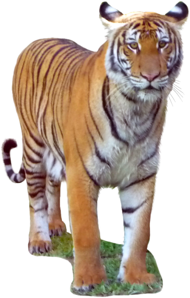 a tiger standing on top of a green field