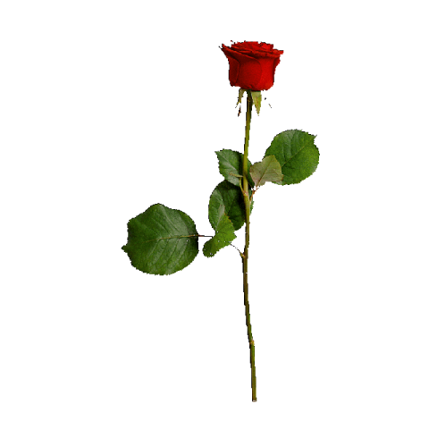 a single red rose on a white background