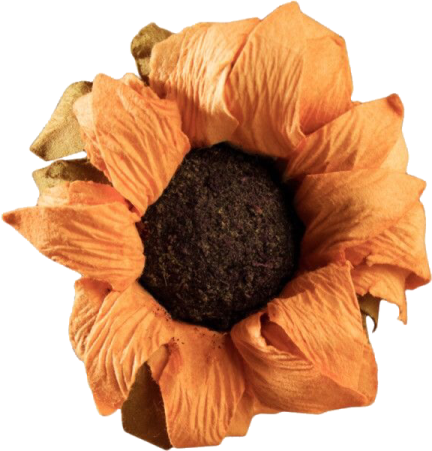 an orange flower on a white background