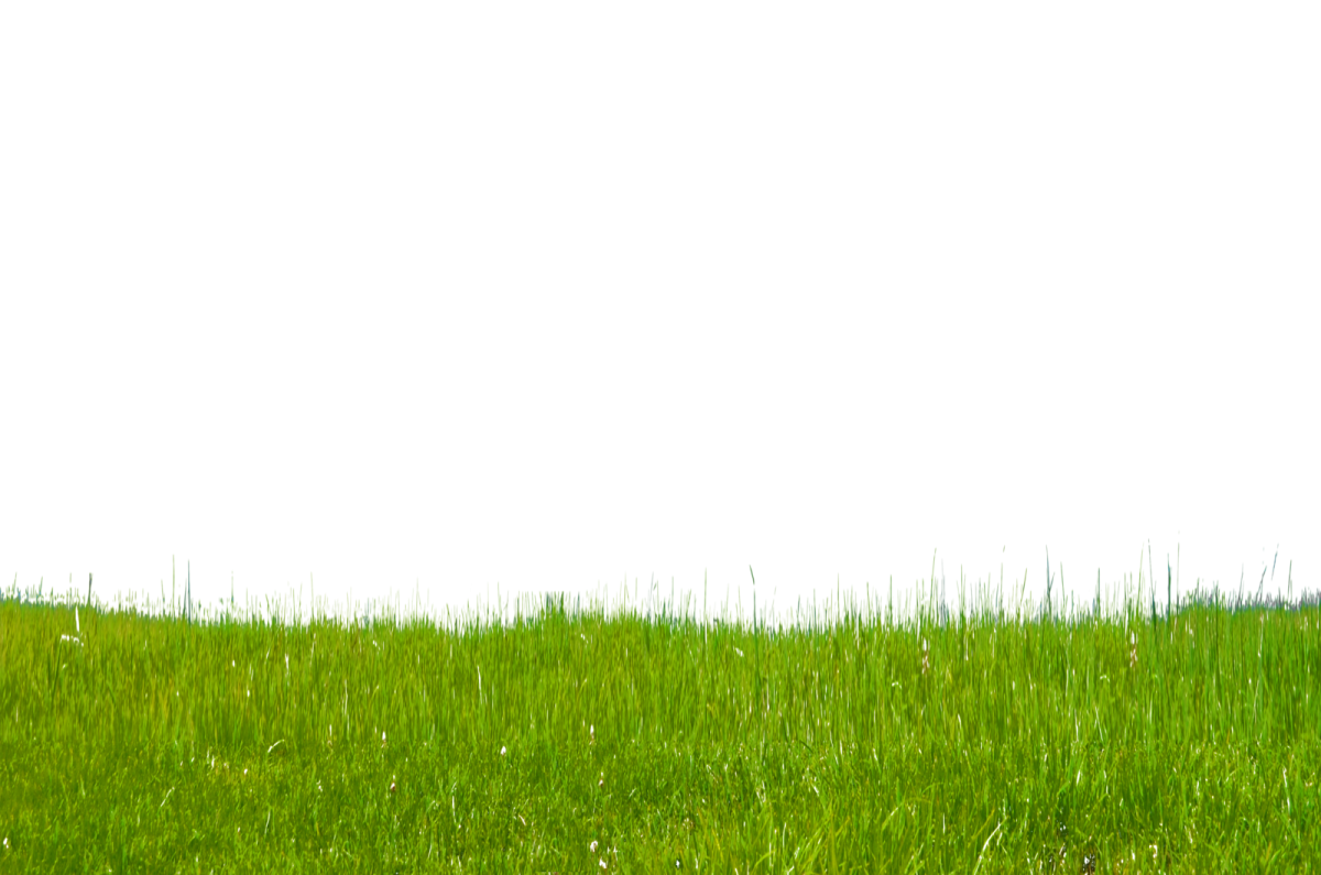 the grass is green in color