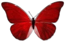 a red butterfly on a white background