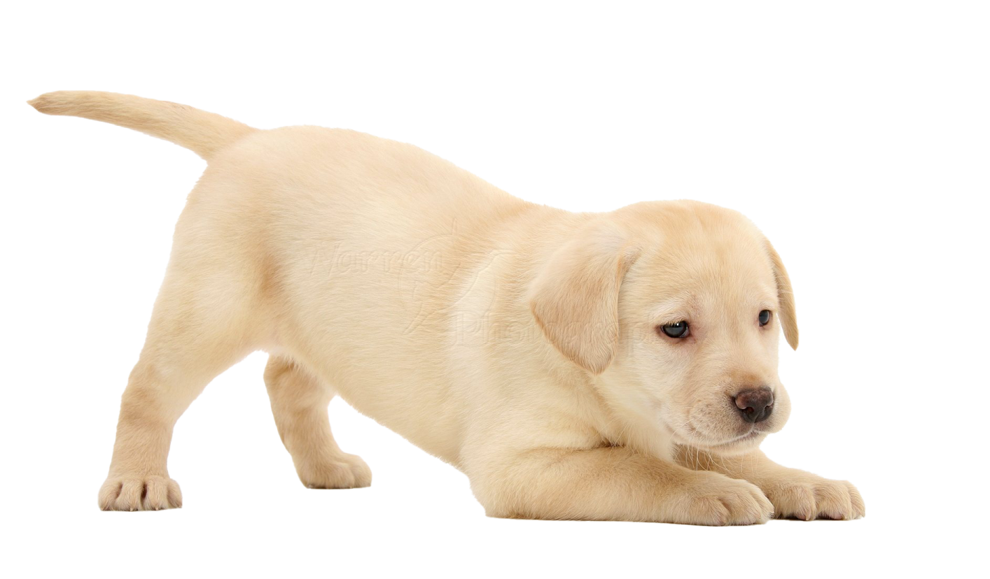 a yellow labrador puppy puppy on a white background
