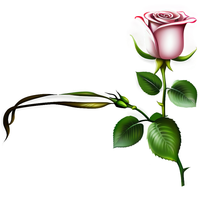 a pink rose on a white background