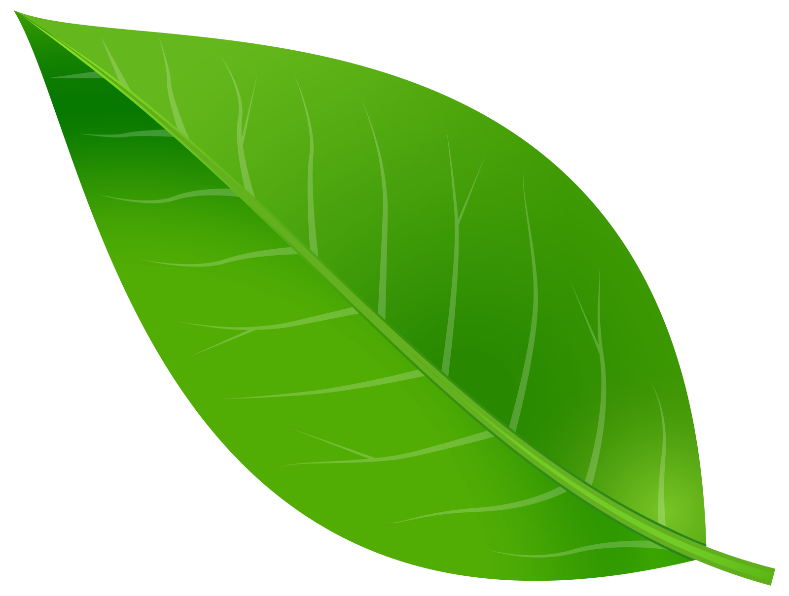 a green leaf on a white background