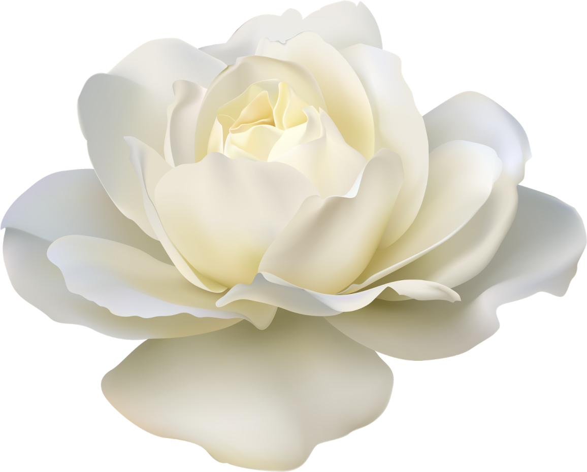 a large white rose flower on a white background