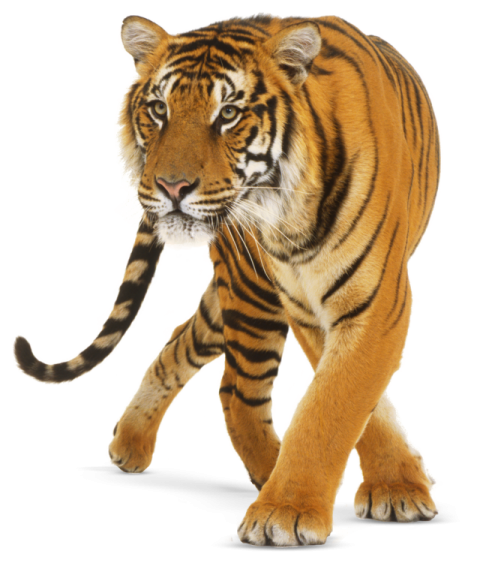 a tiger walking across a white surface