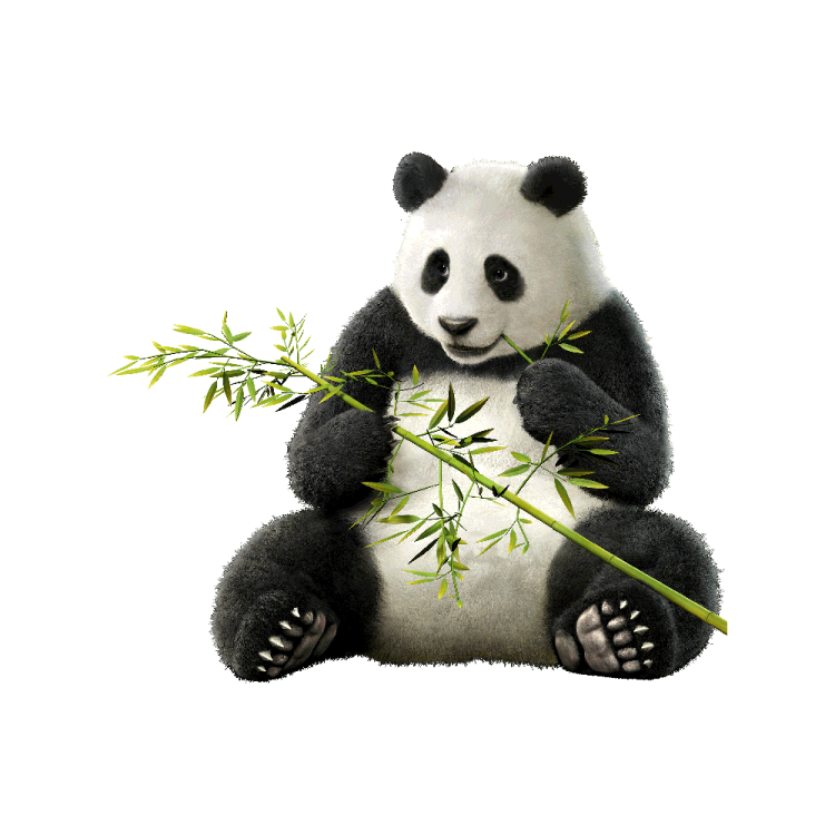 a panda eating bamboo