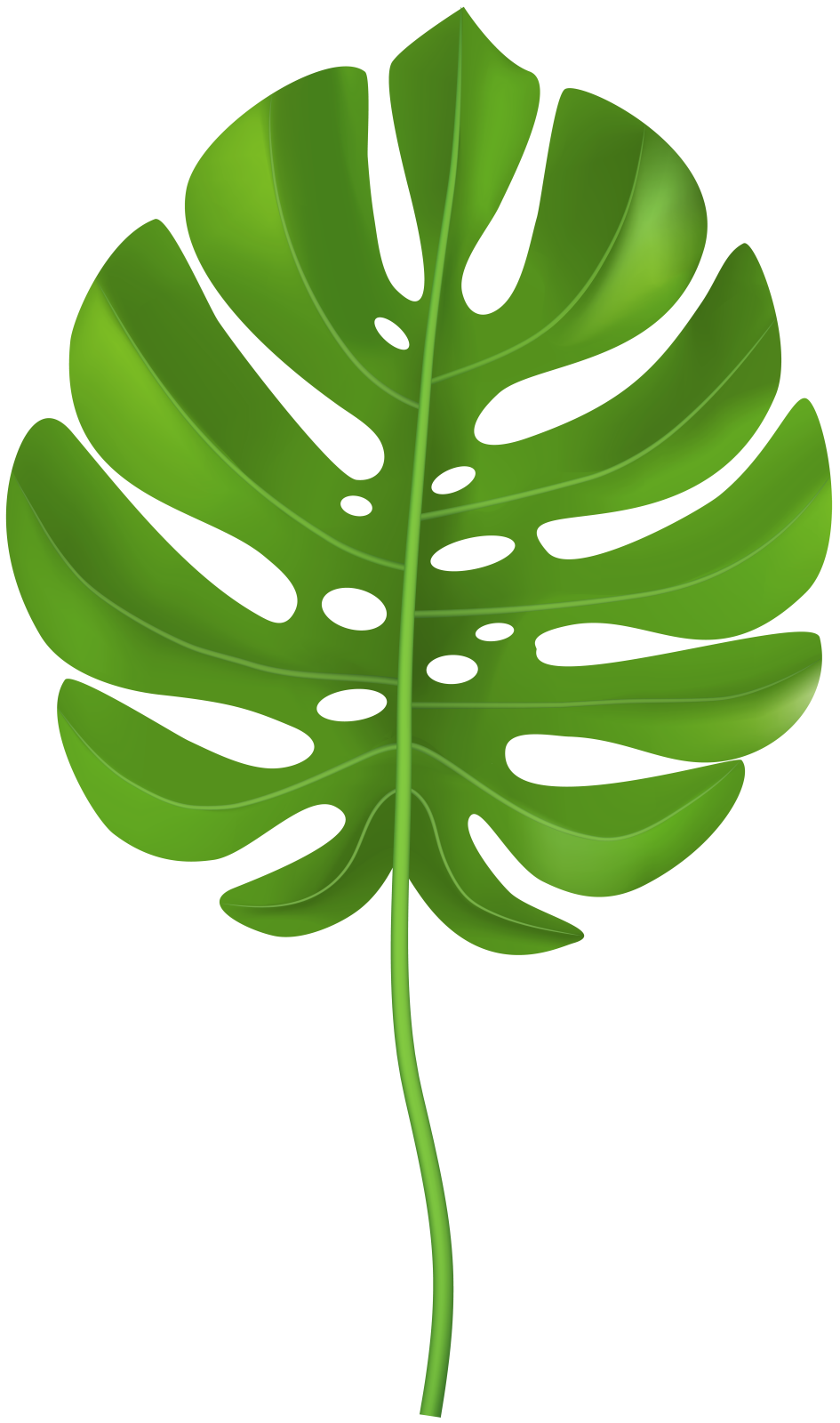 a green leaf on white background