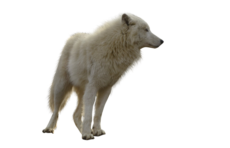 an image of a white wolf standing in the snow