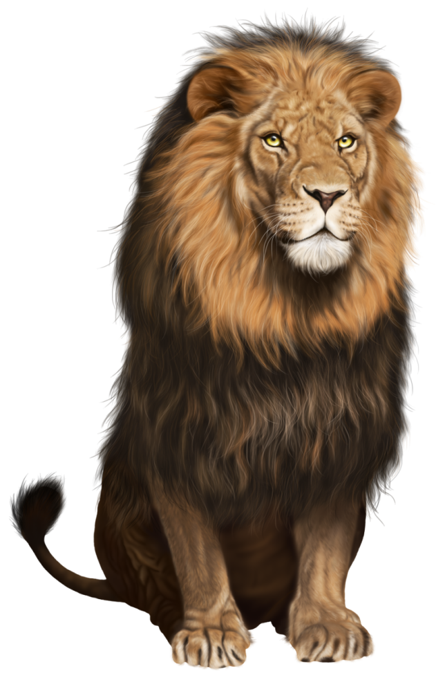 a lion sitting down and looking at the camera
