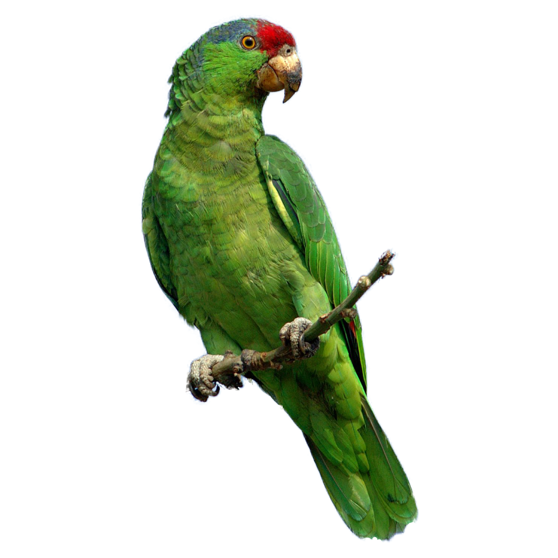 a green parrot perched on a tree branch