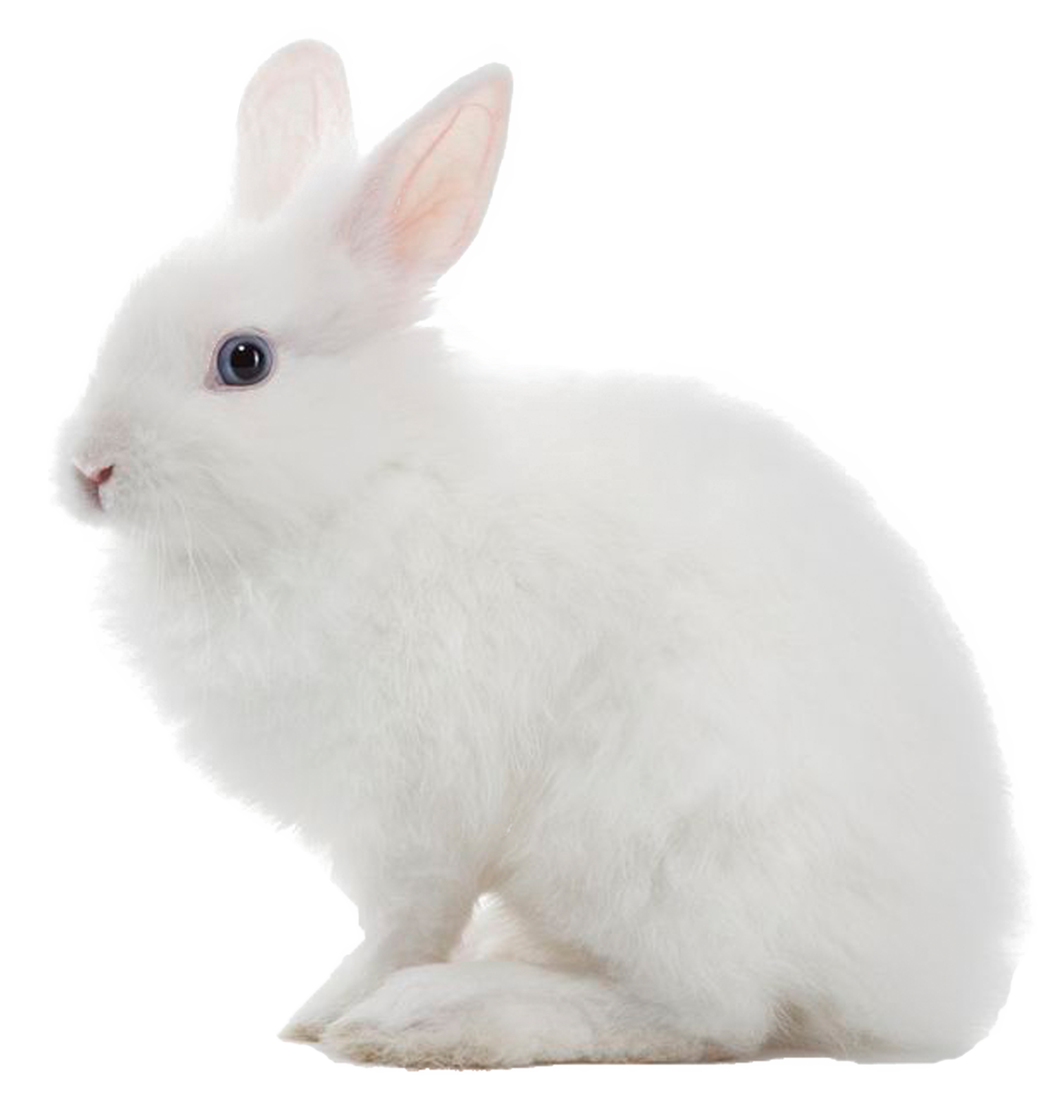 white rabbit on a white background