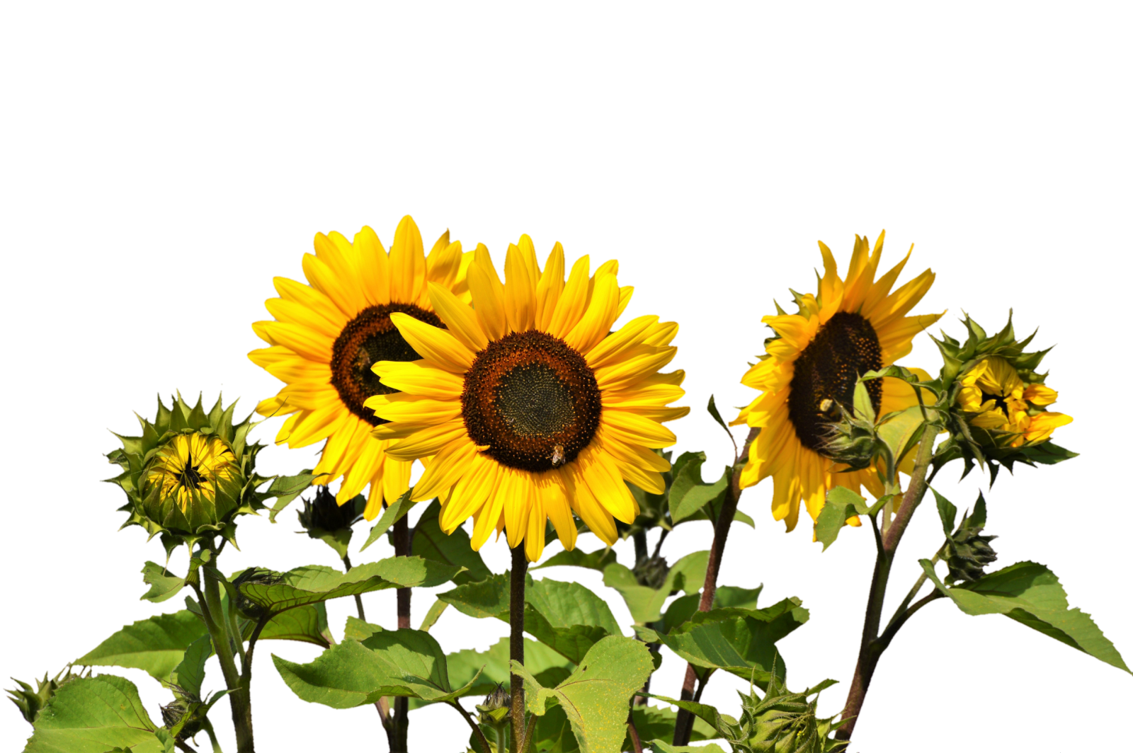 a bunch of sunflowers on a white background