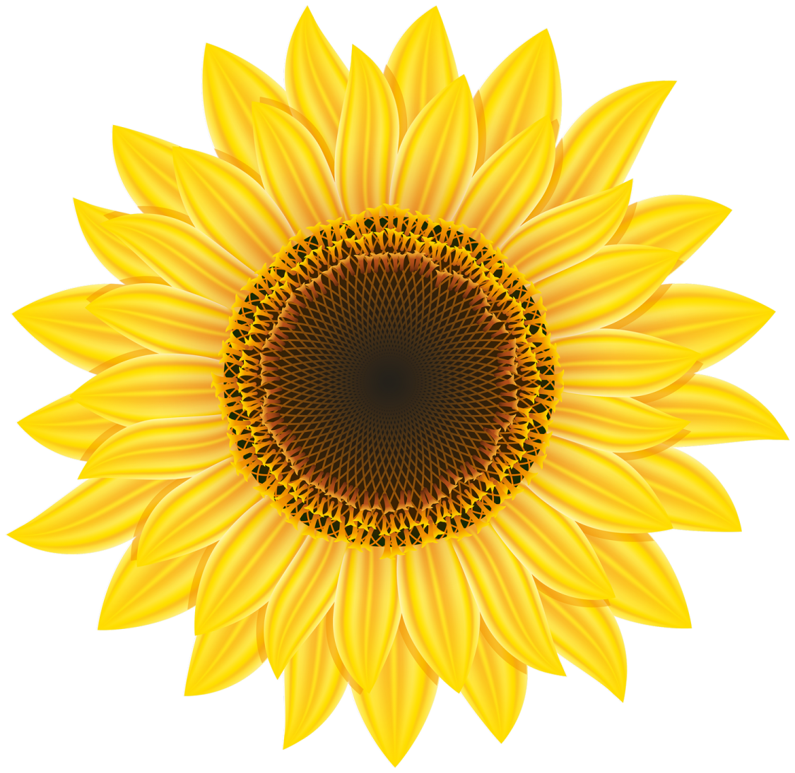 a sunflower on a white background