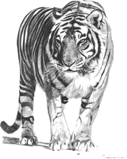 a pencil drawing of a tiger