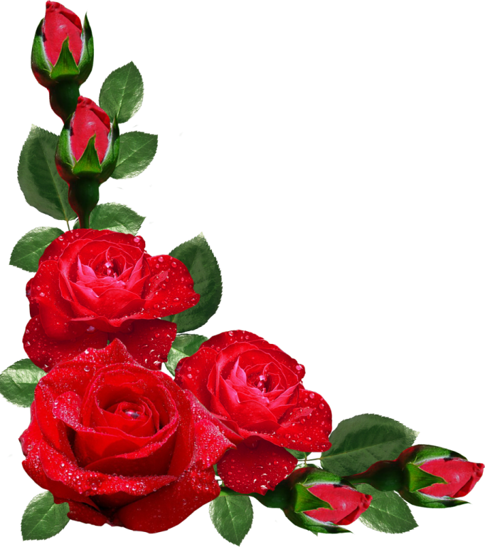 three red roses with water droplets on them